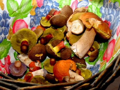 Stella Werner 077.JPG