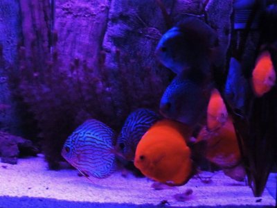 550801D0-AC1D-48F4-8C92-467978C3E6D0.jpeg 550801D0-AC1D-48F4-8C92-467978C3E6D0.jpeg