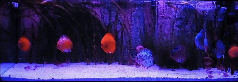 500CAACD-D851-463E-AEC8-512AF16A757A.jpeg 500CAACD-D851-463E-AEC8-512AF16A757A.jpeg