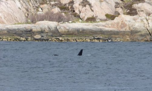 Orca-Bulle.JPG Orca-Bulle.JPG