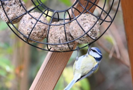 DSC_1306.JPG DSC_1306.JPG