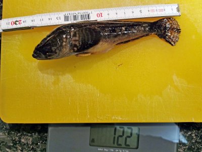 Kapitale Grundel1 Kopie.jpg