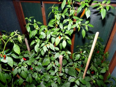 Chili 22112020 001.JPG