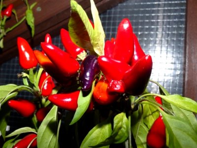 Chili 22112020 004.JPG