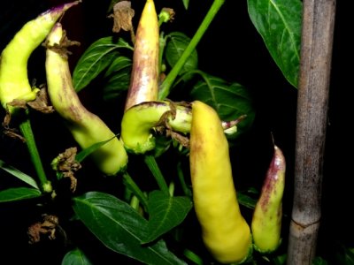 Chili 22112020 005.JPG