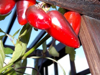 Chili23102016 039.JPG