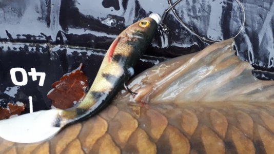 20201223_085725.jpg 20201223_085725.jpg