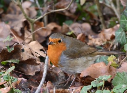 DSC_1508.JPG DSC_1508.JPG