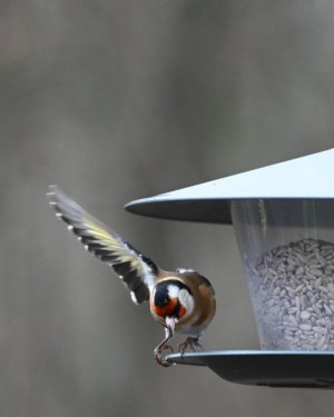 DSC_1629.JPG DSC_1629.JPG