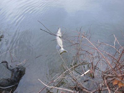 DSCN7486.JPG DSCN7486.JPG