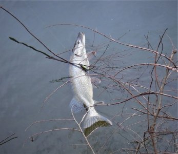 DSCN7486-3.jpg DSCN7486-3.jpg