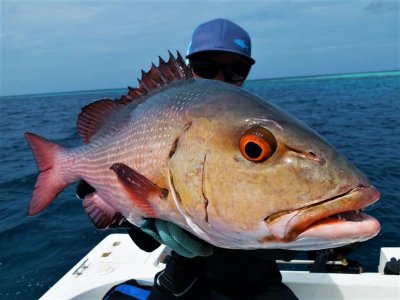 IMG-20210111-WA0009.jpg IMG-20210111-WA0009.jpg