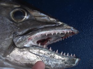 CIMG2767 (800x600).jpg