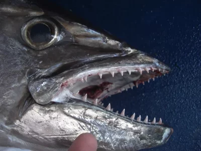 CIMG2767 (800x600).webp