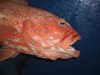 CIMG3328 (800x600).webp