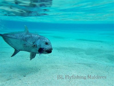 IMG-20210213-WA0003.jpg IMG-20210213-WA0003.jpg