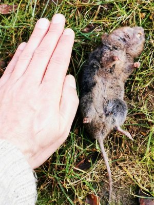 IMG_20210219_102949.jpg IMG_20210219_102949.jpg