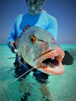 IMG-20210215-WA0000.jpg IMG-20210215-WA0000.jpg