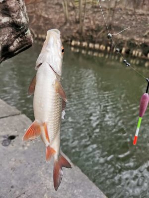 IMG-20210321-WA0000.jpg IMG-20210321-WA0000.jpg