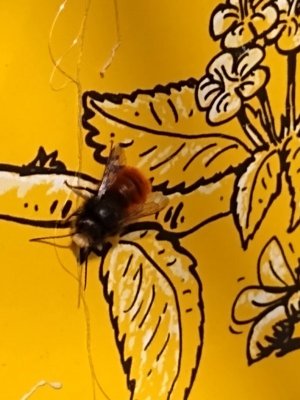 IMG_20210322_113451809.jpg IMG_20210322_113451809.jpg