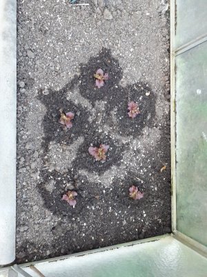 16165176646832288908608506187898.jpg 16165176646832288908608506187898.jpg