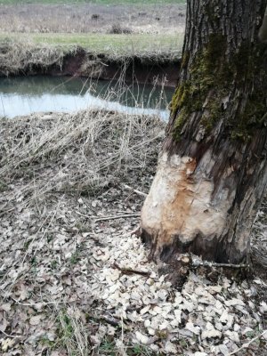 IMG_20210323_171732.jpg IMG_20210323_171732.jpg