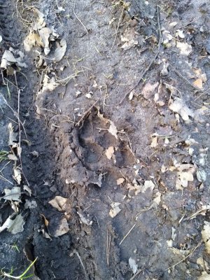 IMG_20210324_172241027~2.jpg IMG_20210324_172241027~2.jpg