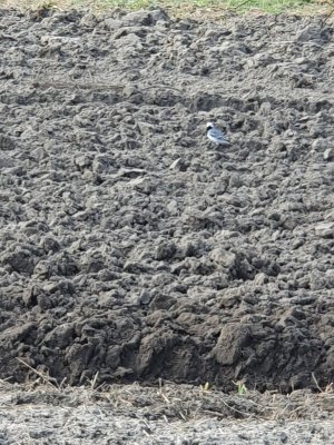 20210326_150803.jpg 20210326_150803.jpg