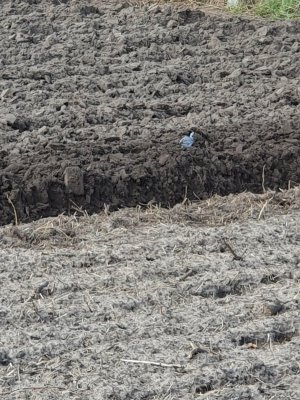 20210326_150739.jpg 20210326_150739.jpg