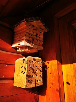 IMG_20210326_161715.jpg IMG_20210326_161715.jpg