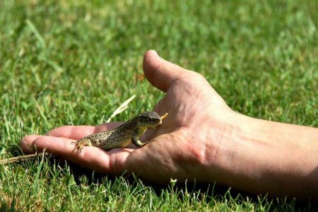 Diego+Eidechse0.jpg Diego+Eidechse0.jpg