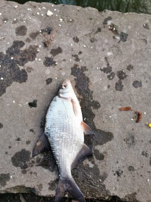 IMG-20210327-WA0002.jpg IMG-20210327-WA0002.jpg