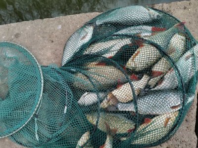 IMG-20210327-WA0000.jpg IMG-20210327-WA0000.jpg