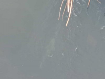 IMG-20210328-WA0003.jpg IMG-20210328-WA0003.jpg