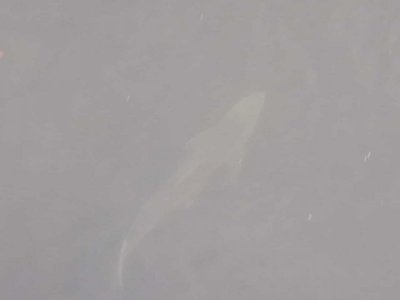 IMG-20210328-WA0000.jpg IMG-20210328-WA0000.jpg