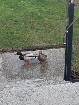 IMG-20210410-WA0000.jpg IMG-20210410-WA0000.jpg