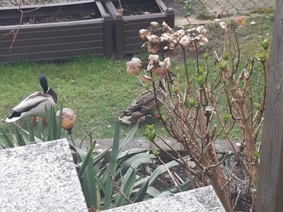 IMG-20210410-WA0001.jpg IMG-20210410-WA0001.jpg