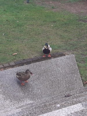 IMG-20210410-WA0002.jpg IMG-20210410-WA0002.jpg