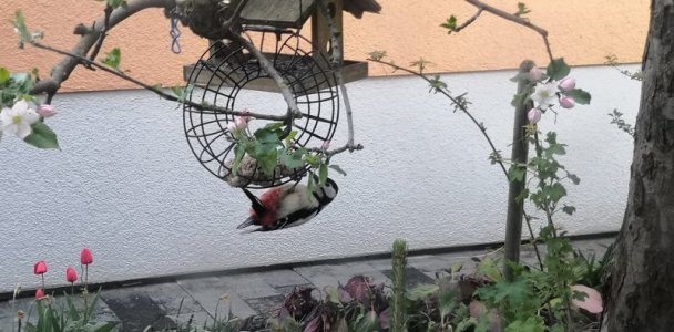 IMG_20210502_192413.jpg IMG_20210502_192413.jpg