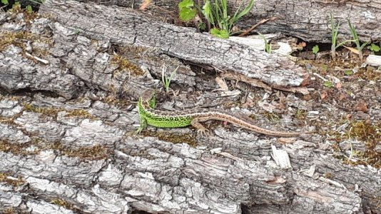 20210428_163718.jpg 20210428_163718.jpg