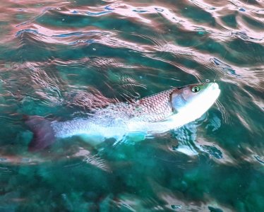 20210509_081521.jpg 20210509_081521.jpg