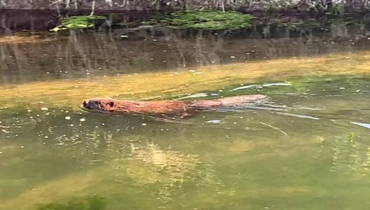 BA292916-D1B3-41B1-90E0-324F24F62FB7.jpeg BA292916-D1B3-41B1-90E0-324F24F62FB7.jpeg