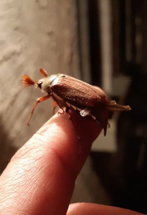 20210510_231345.jpg 20210510_231345.jpg