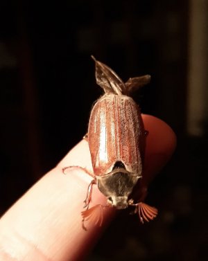 20210510_231422.jpg 20210510_231422.jpg