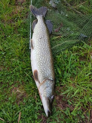 20210515_184601.jpg 20210515_184601.jpg