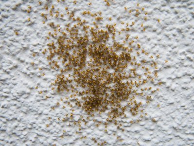 P1010043a.jpg P1010043a.jpg