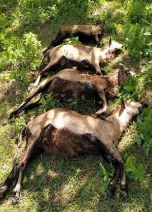 20210526_225849.jpg 20210526_225849.jpg