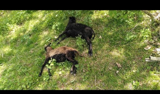 20210526_225830.jpg 20210526_225830.jpg