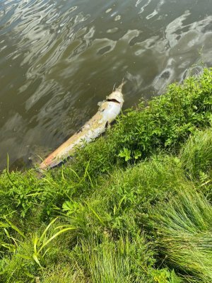 1A07038C-76A8-4AEB-971A-5913A0302B6B.jpeg 1A07038C-76A8-4AEB-971A-5913A0302B6B.jpeg