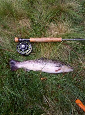 IMAG0488.jpg IMAG0488.jpg